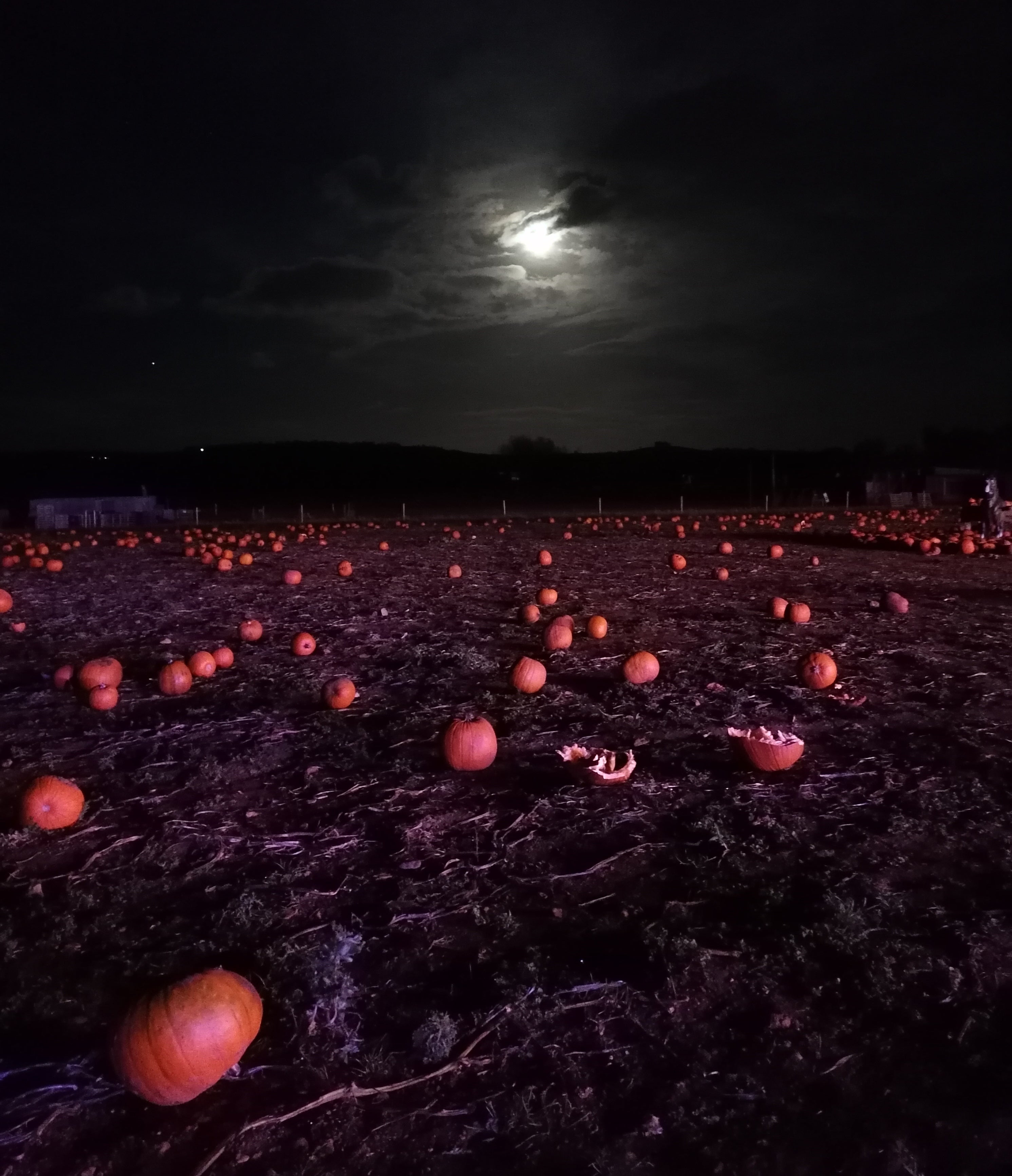 From Harvest To Hell; A Halloween Journey To The Pumpkin Patch And Beyond.