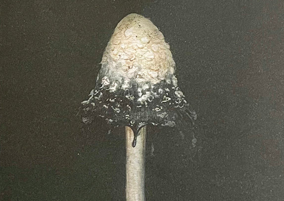 The Mushroom