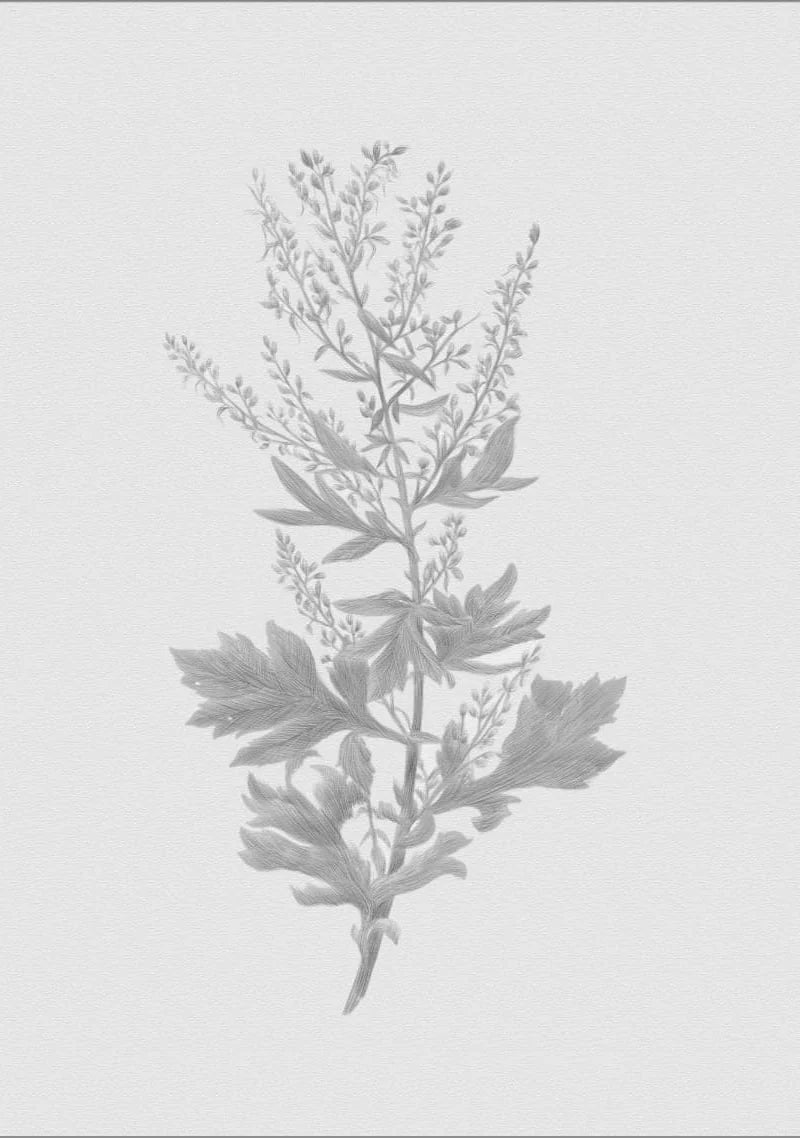 Nigon Wyrta Galdor: The Nine Plants Spell (2nd edition) - Hyldyr - Haus Nostromo