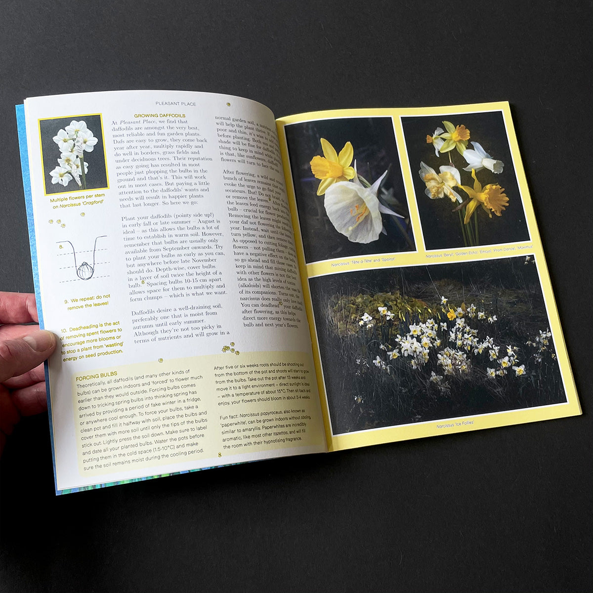 Pleasant Place Issue 7: Daffodils